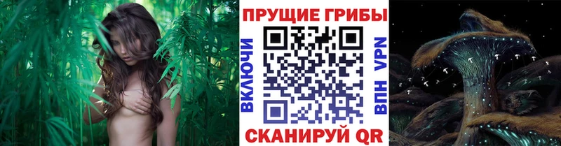 Купить  Лыткарино  Псилоцибиновые грибы прущие грибы 